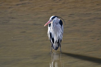 アオサギ 八丁湖 2021年2月4日(木)