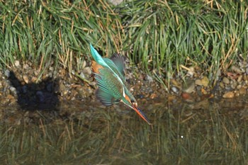 Common Kingfisher 埼玉県霞川 Fri, 2/5/2021