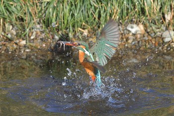 Common Kingfisher 埼玉県霞川 Fri, 2/5/2021