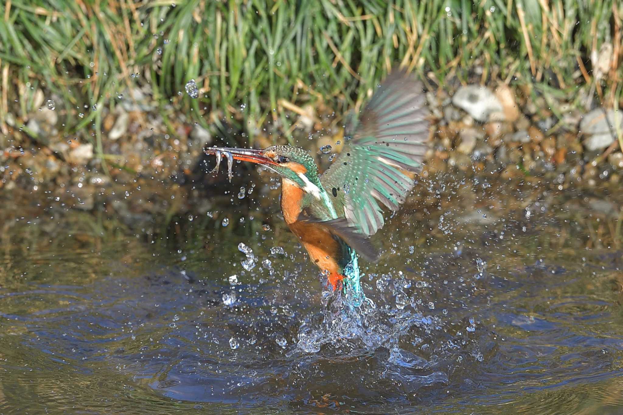 Photo of Common Kingfisher at 埼玉県霞川 by ask