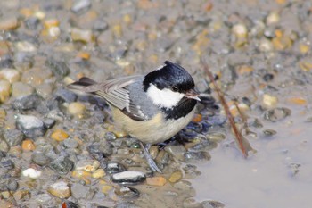 Coal Tit Unknown Spots Sat, 2/16/2013