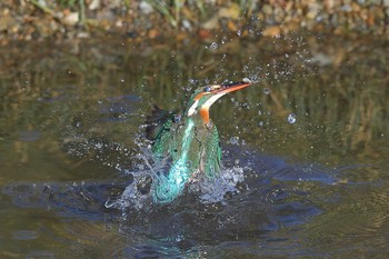 Common Kingfisher 埼玉県霞川 Fri, 2/5/2021