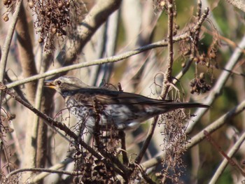 Dusky Thrush 岩本山公園 Fri, 2/5/2021