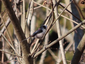 Long-tailed Tit 岩本山公園 Fri, 2/5/2021