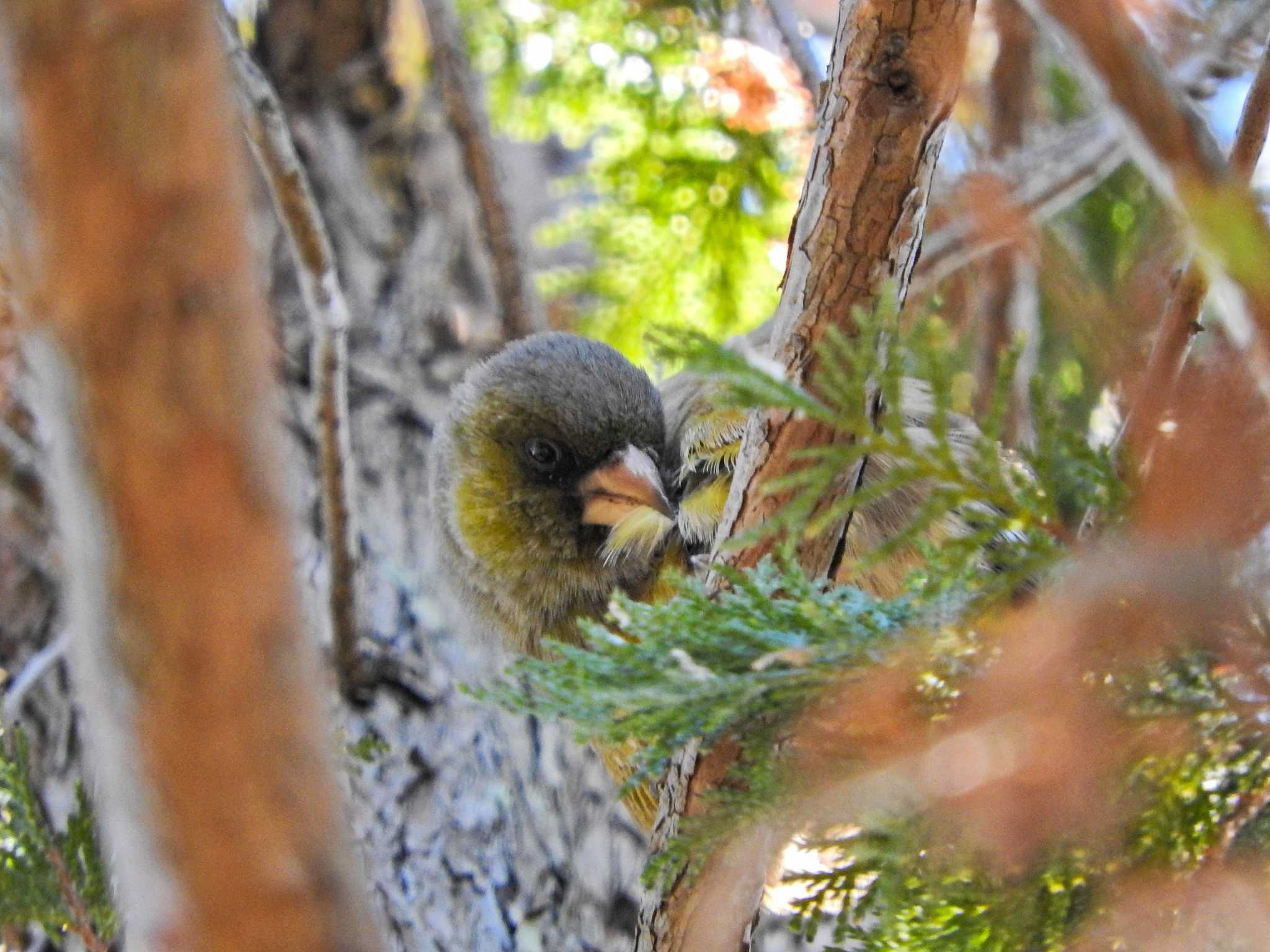 Grey-capped Greenfinch