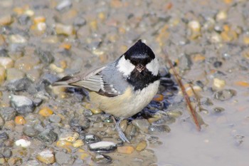 Coal Tit Unknown Spots Sat, 2/16/2013