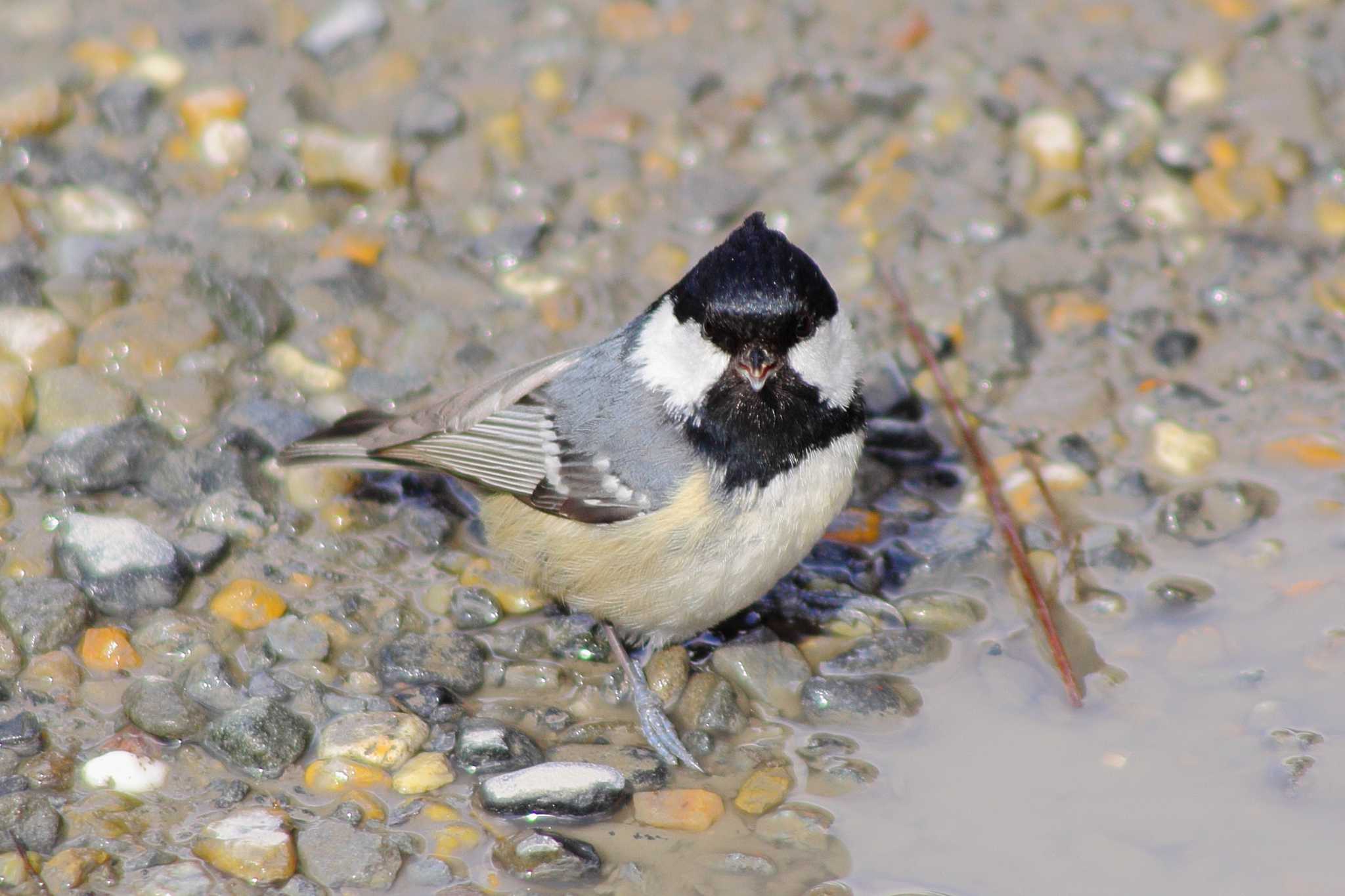 Photo of Coal Tit at  by takamiti takagi