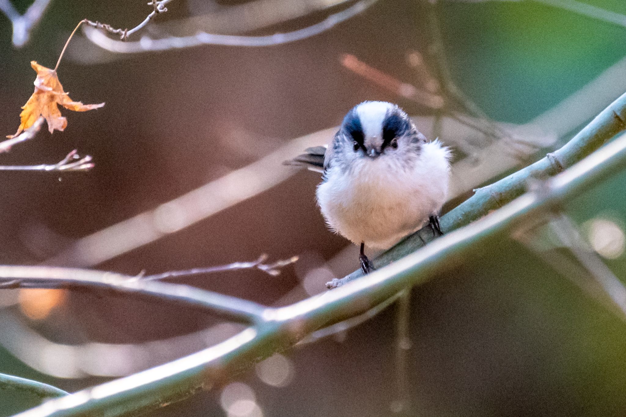 東京都立桜ヶ丘公園(聖蹟桜ヶ丘) エナガの写真 by Marco Birds