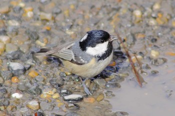 Coal Tit Unknown Spots Sat, 2/16/2013