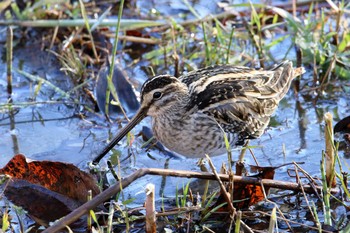 タシギ 舞岡公園 2016年12月24日(土)