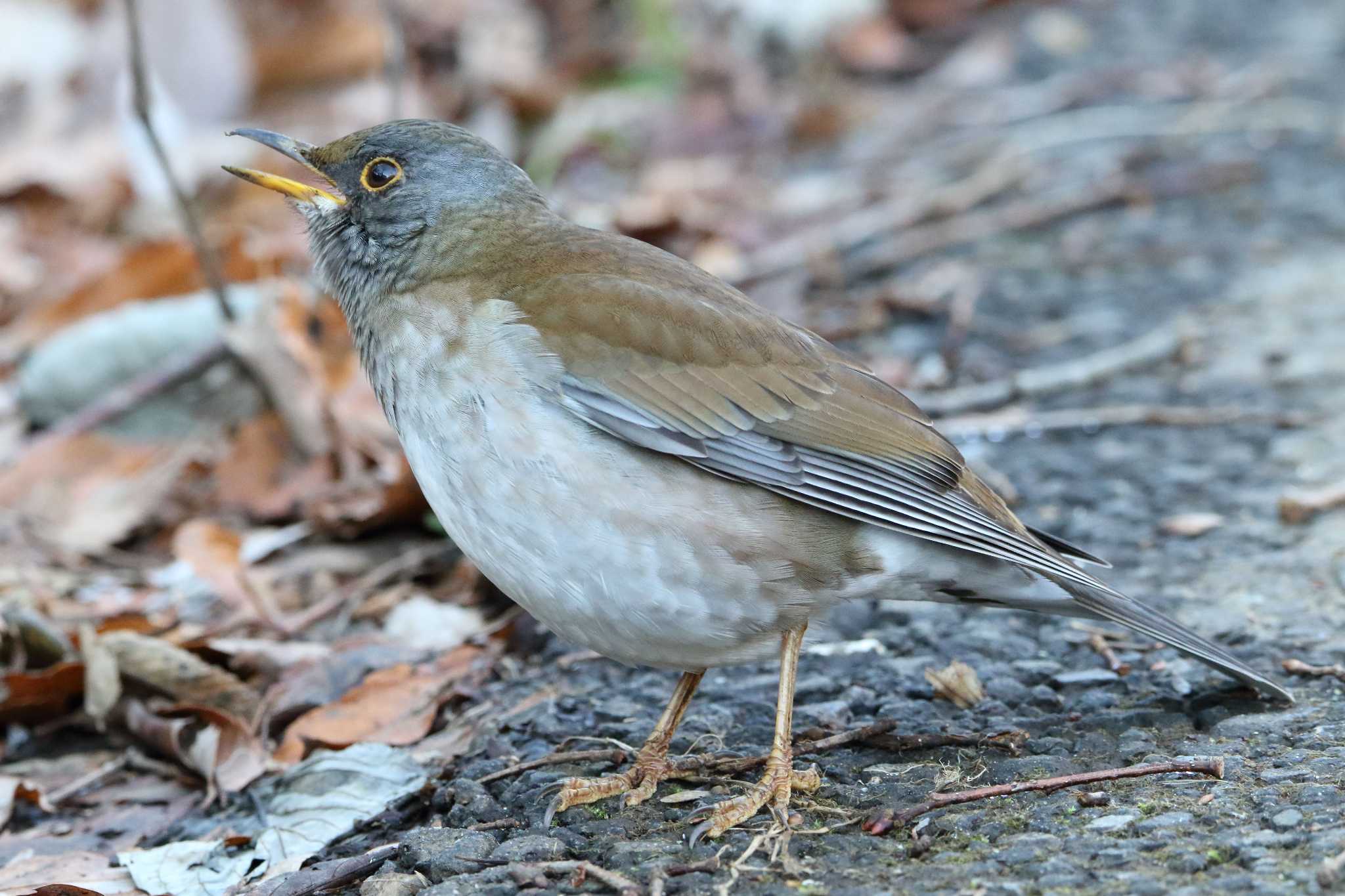 Photo of Pale Thrush at Maioka Park by shin