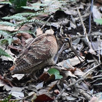 Eurasian Woodcock 神奈川県 Fri, 2/5/2021