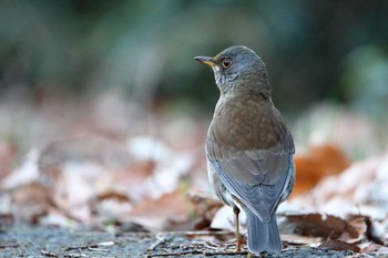 シロハラ 舞岡公園 2016年12月24日(土)