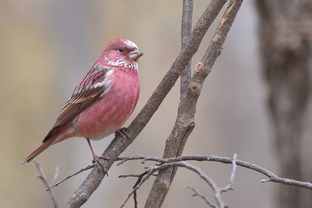 Pallas's Rosefinch 埼玉県あしがくぼ Sat, 1/26/2019