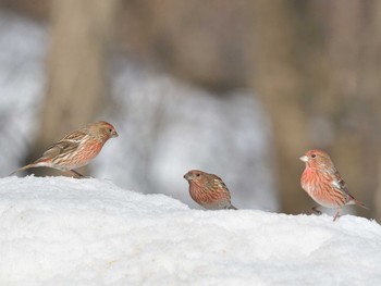 Pallas's Rosefinch 埼玉県あしがくぼ Sat, 2/24/2018