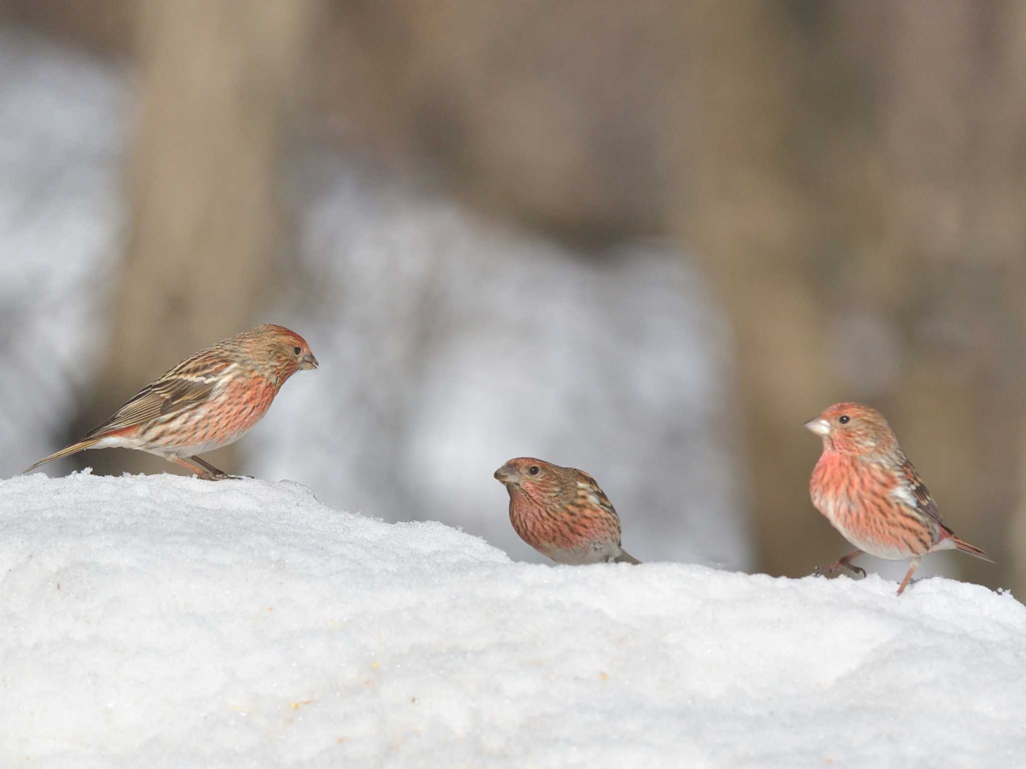 Photo of Pallas's Rosefinch at 埼玉県あしがくぼ by ask