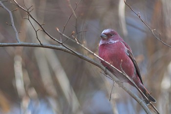 Pallas's Rosefinch 埼玉県あしがくぼ Sat, 12/16/2017