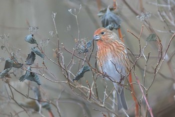 Pallas's Rosefinch 埼玉県あしがくぼ Sat, 12/16/2017