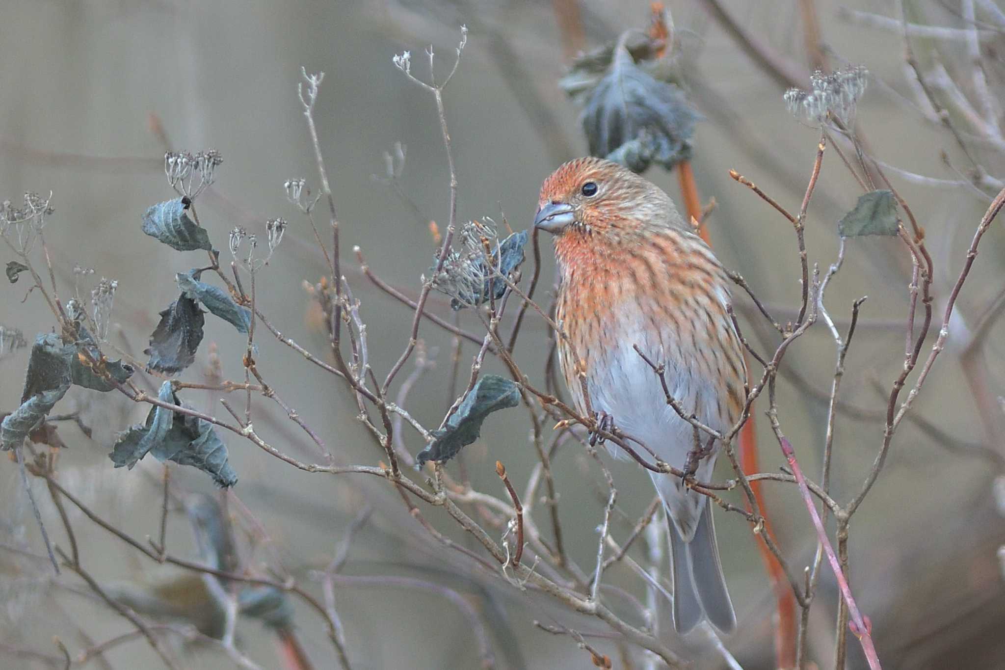 Photo of Pallas's Rosefinch at 埼玉県あしがくぼ by ask