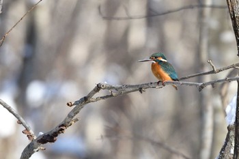 Common Kingfisher 北海道 Sun, 1/31/2021