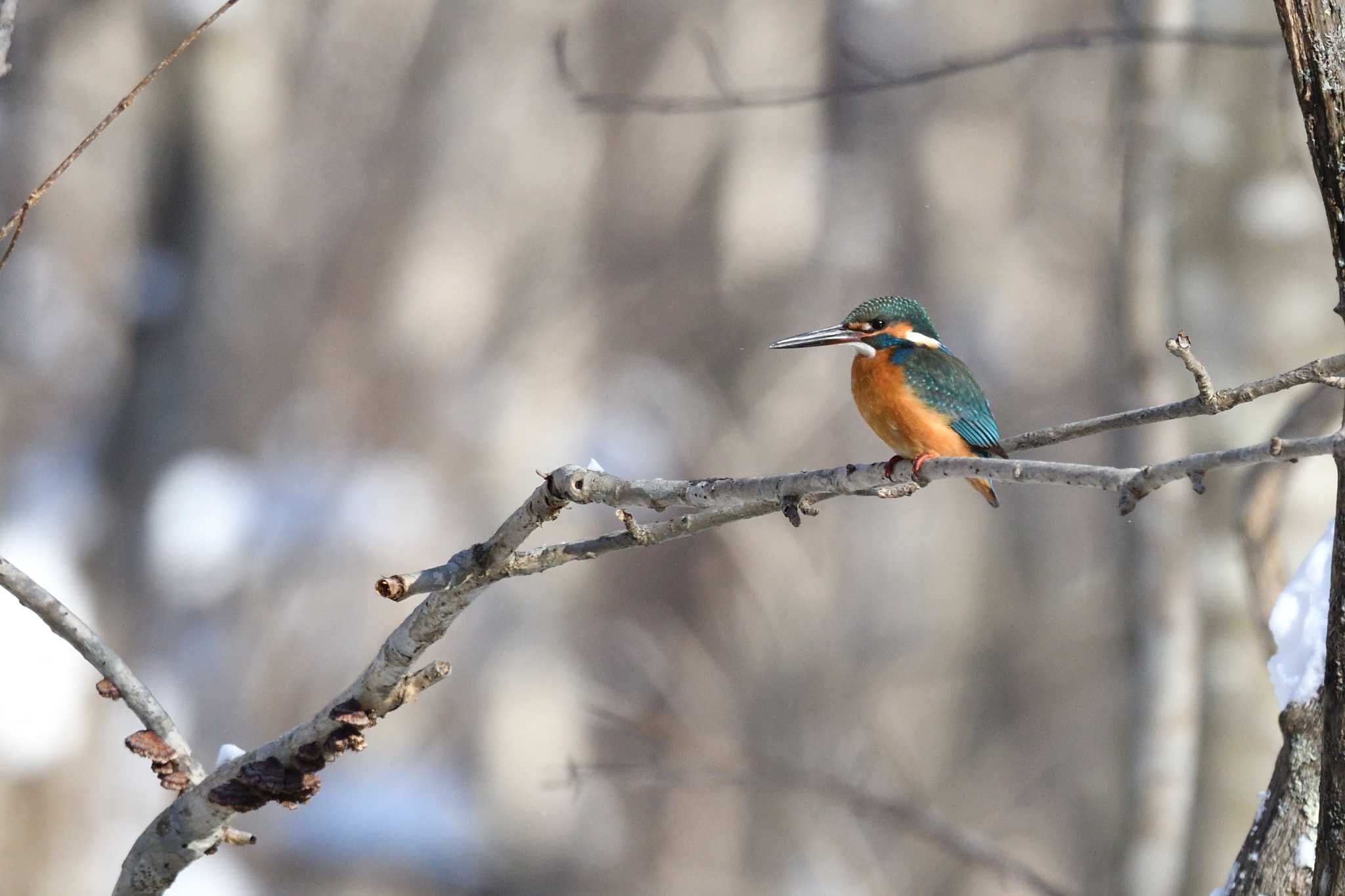 Photo of Common Kingfisher at 北海道 by mike2475