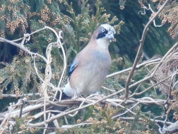 カケス 守谷野鳥のみち 2021年2月1日(月)