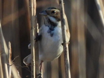 オオジュリン 守谷野鳥のみち 2021年2月1日(月)