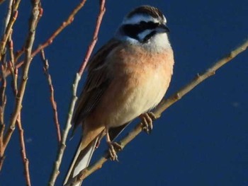 ホオジロ 守谷野鳥のみち 2021年2月1日(月)