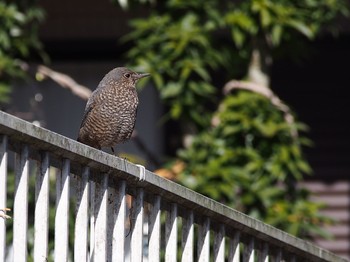 Blue Rock Thrush 神戸市北区 Fri, 2/5/2021