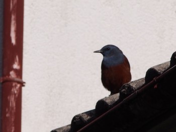 Blue Rock Thrush 神戸市北区 Thu, 2/4/2021