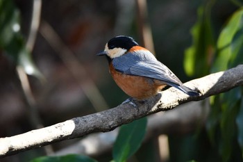 2021年2月4日(木) 北本自然観察公園の野鳥観察記録