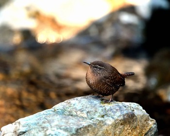 Eurasian Wren 埼玉県 Sat, 12/24/2016