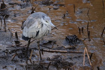 2021年2月5日(金) 薬師池公園の野鳥観察記録