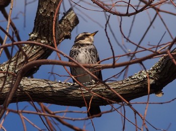 Dusky Thrush 神戸市北区 Thu, 2/4/2021