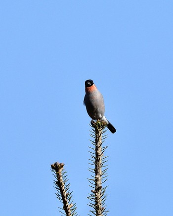 Eurasian Bullfinch(rosacea) 埼玉県 Sat, 12/24/2016