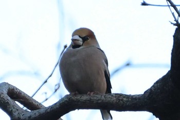 2021年2月3日(水) 薬師池公園の野鳥観察記録