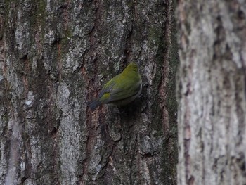 Warbling White-eye 六甲山 Thu, 2/4/2021