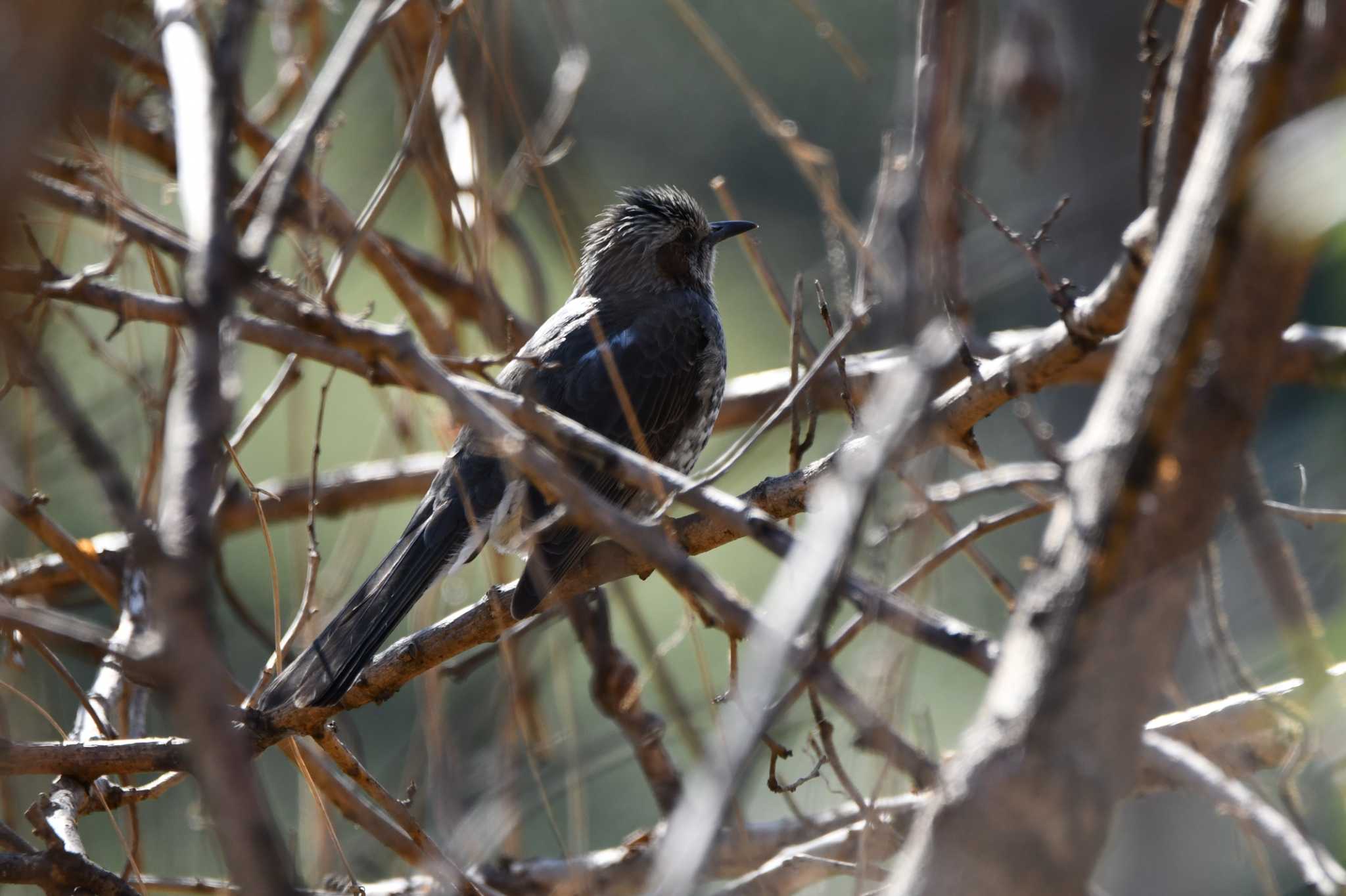 Brown-eared Bulbul