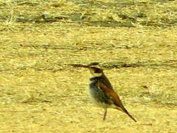 Sat, 1/16/2021 Birding report at 御殿場　樹空の森　裾野市運動公園