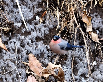 Eurasian Bullfinch(rosacea) 埼玉県 Sat, 12/24/2016