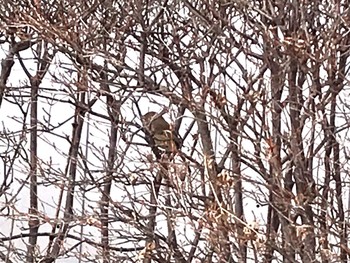 Daurian Redstart 御殿場　樹空の森　裾野市運動公園 Sat, 1/16/2021