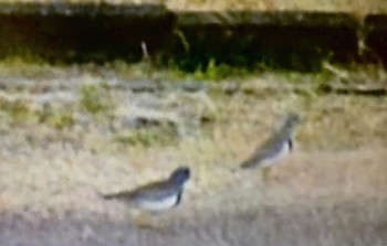 Grey-headed Lapwing 裾野市 Sun, 1/17/2021