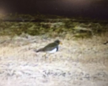 Grey-headed Lapwing 裾野市 Sun, 1/17/2021