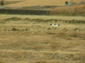 2021年1月17日(日) 裾野市の野鳥観察記録