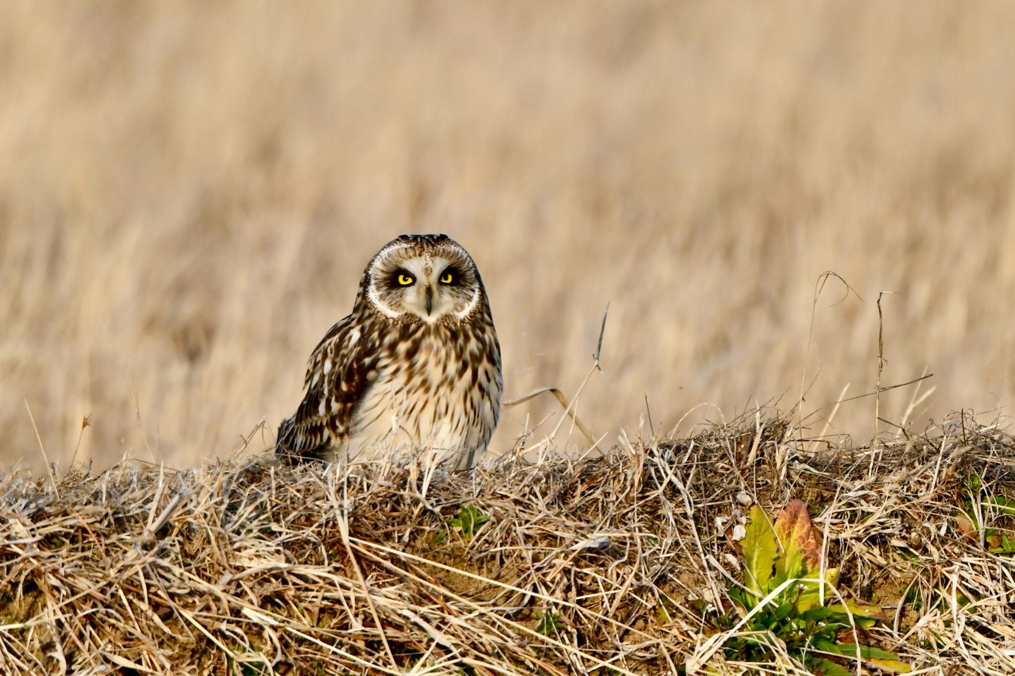 Photo of Short-eared Owl at Teganuma by 鷹ぽん♪