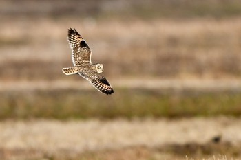 Short-eared Owl Teganuma Fri, 2/5/2021