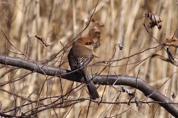 Bull-headed Shrike Mizumoto Park Sat, 1/30/2021