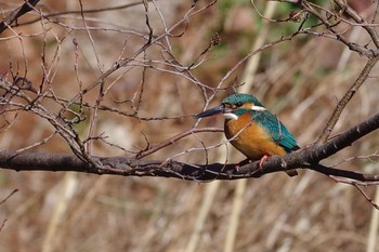 Common Kingfisher Mizumoto Park Sat, 1/30/2021