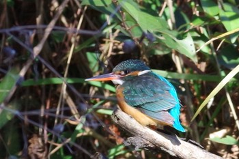 Common Kingfisher Mizumoto Park Sat, 1/30/2021