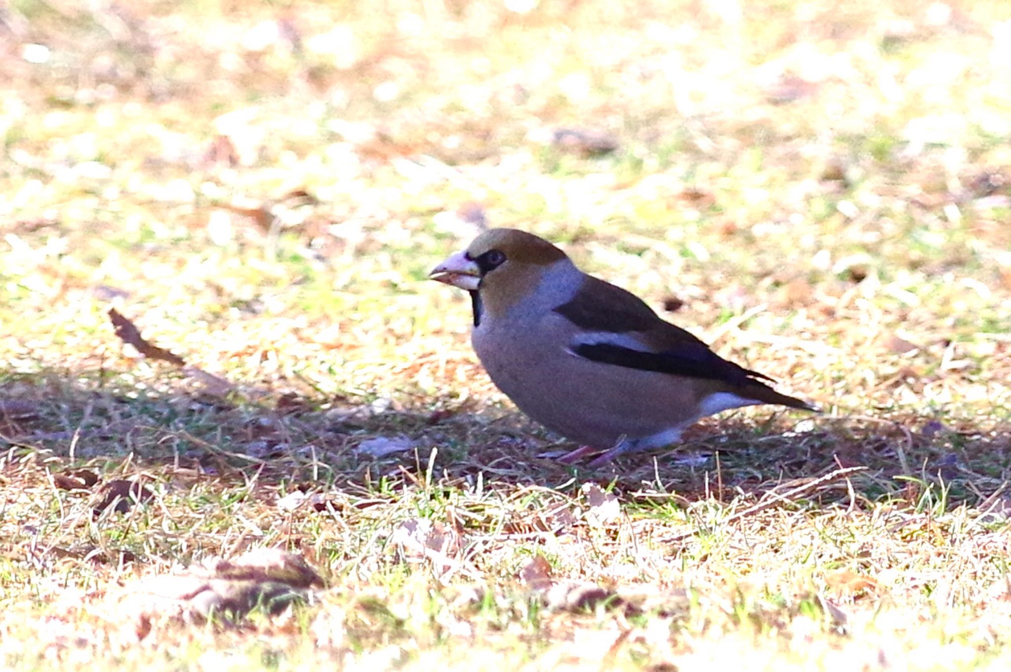 Hawfinch